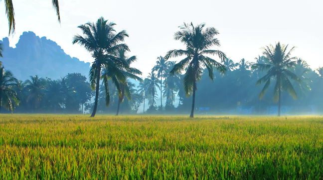 Tree Plantation